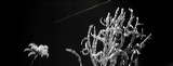 Cactus, Palm and Jet Trail