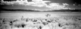 Lone Tree in Owens Dry Lake
