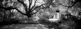 Lotusland Oaks and Cactus