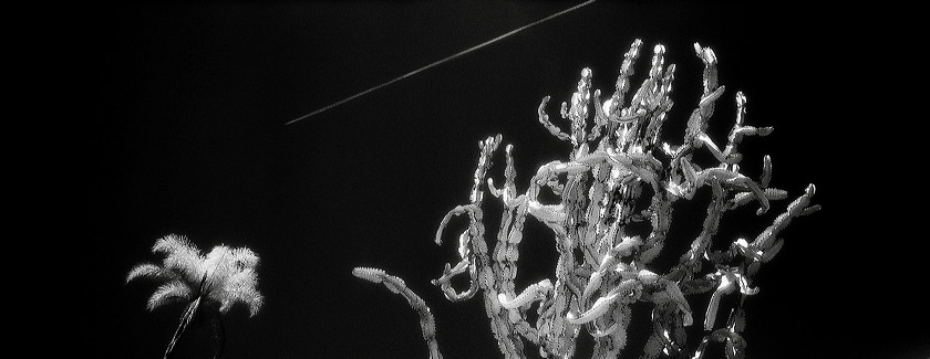 cactus__palm_and_jet_trail.jpg