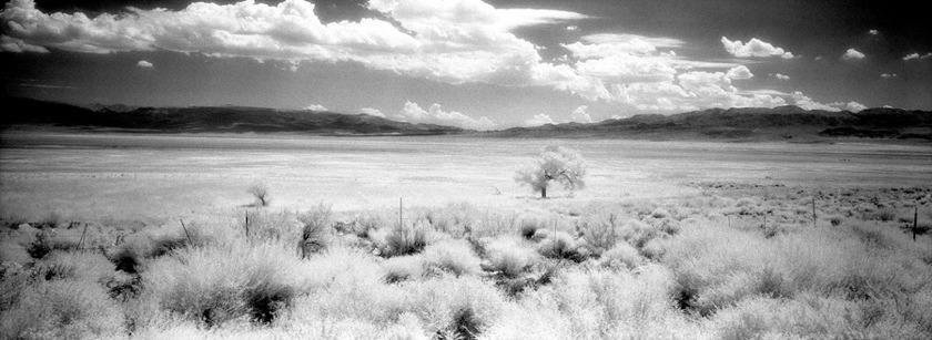lone-tree-in-owens-dry-lake.jpg